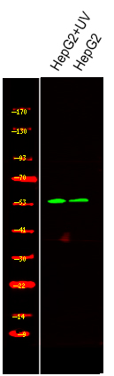 Smad2 (Phospho-Ser245)