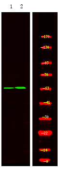Hic-5 (Phospho-Tyr60)