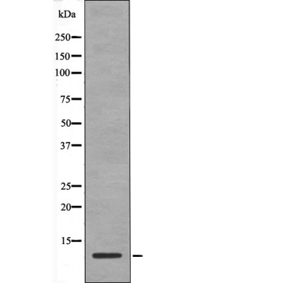 HMG17 (Phospho-Ser29)