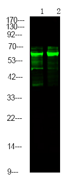 Caspase 8 (Phospho-Tyr448)