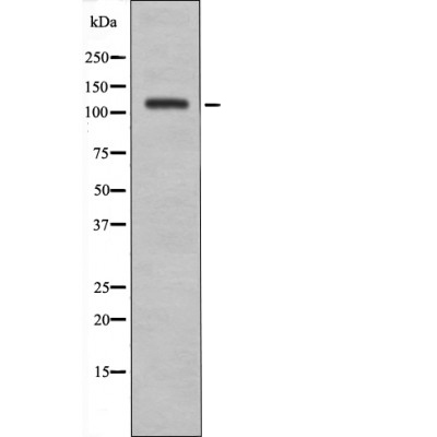 EPHA8 (Phospho-Tyr838)