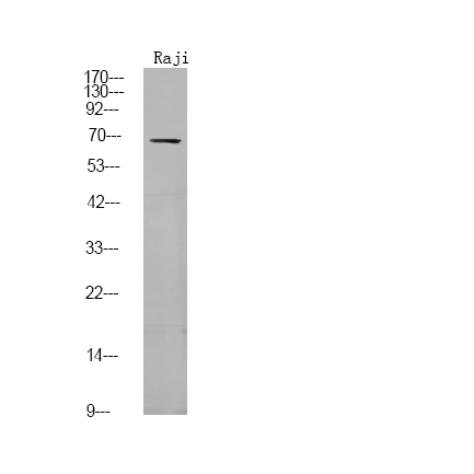 FGR (Phospho-Tyr412)