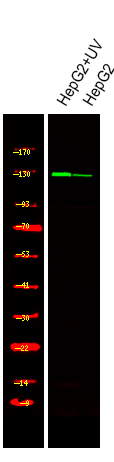 JAK3 (Phospho-Tyr904)