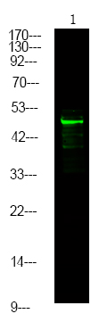 MNK2 (Phospho-Thr249)