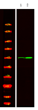 MOK (Phospho-Tyr161)