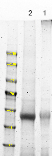 NDR1/2 (Phospho-Thr444/442)
