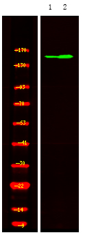 PASK (Phospho-Thr1165)