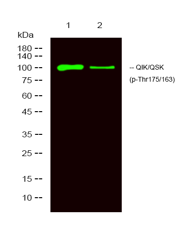 QIK/QSK (Phospho-Thr175/221)