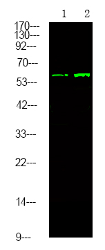 TGFBR2 (Phospho-Tyr284)