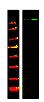BRCA1 (Phospho-Ser1497)