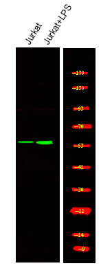 TRF2 (Phospho-Thr188)