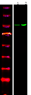 Androgen Receptor (Phospho-Tyr267)