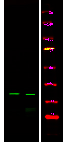 Connexin 43 (Phospho-Ser279)