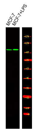 BCLAF1 (Phospho-Ser531)