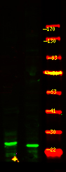Bim (Phospho-Thr56/116)