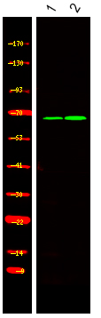 BORA (Phospho-Ser497)