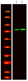 Calpain 2 (Phospho-Ser50)