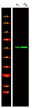 CEP55 (Phospho-Ser425)
