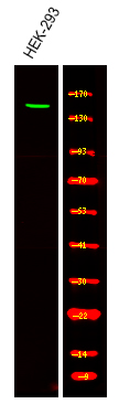 Claspin (Phospho-Ser30)