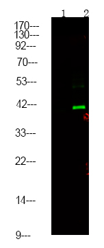 CtBP1/2 (Phospho-Ser158/164)