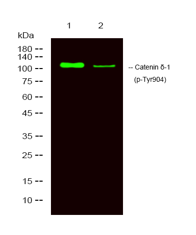 CTNND1 (Phospho-Tyr904)