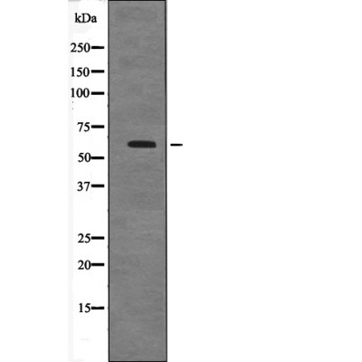 Cyclin B1 (Phospho-Ser128)