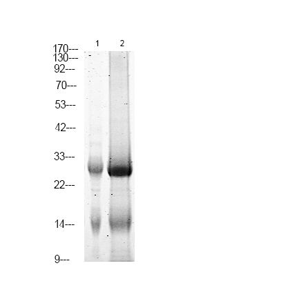 LAB (Phospho-Tyr136)