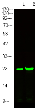 p21 Cip1 (Phospho-Ser129)
