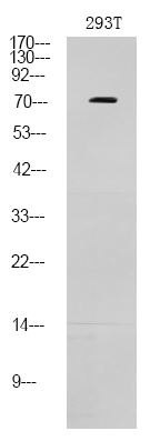 p73 (Phospho-Thr86)