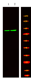 PDE4D (Phospho-Ser578)
