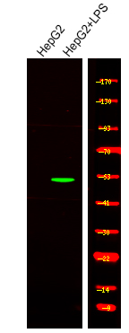 Smad1/5/9 (Phospho-Ser463+Ser465)