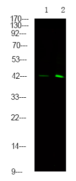 SPHK1 (Phospho-Ser225)