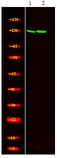 SREBP-2 (Phospho-Ser455)