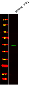 STF-1 (Phospho-Ser203)