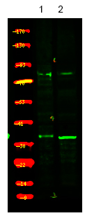 USF1 (Phospho-Thr153)