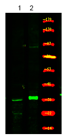 XPA (Phospho-Ser196)