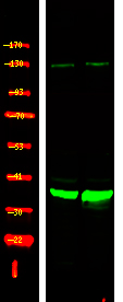 XRCC4 (Phospho-Ser260)