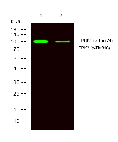 PRK1/2 (Phospho-Thr774/816)