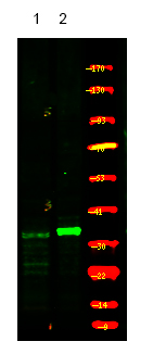 CDK5 (Phospho-Ser159)