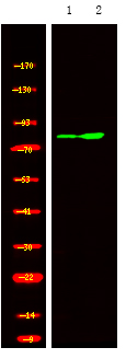 GRK1/2 (Phospho-Tyr13)