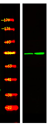 PRC1 (Phospho-Thr470)