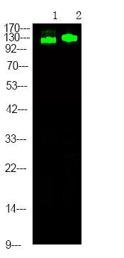 RBL2 (Phospho-Thr642)