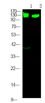 RBL2 (Phospho-Ser639)