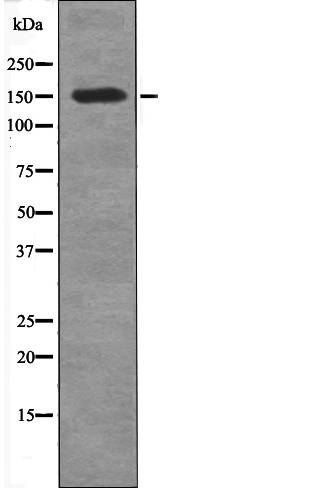 CD45 (Phospho-Tyr1216)