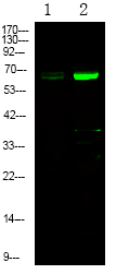 EPHA1 (Phospho-Tyr781)