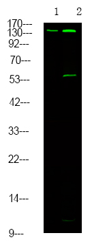 Met (Phospho-Tyr1313)