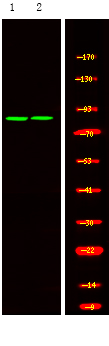 Mre11 (Phospho-Ser676)