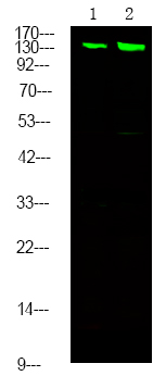 MYPT1/2 (Phospho-Ser668/Ser618)