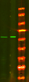 CD19 (Phospho-Tyr500)