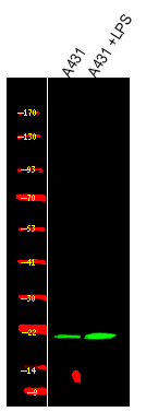 HP1-β (Phospho-Thr51)